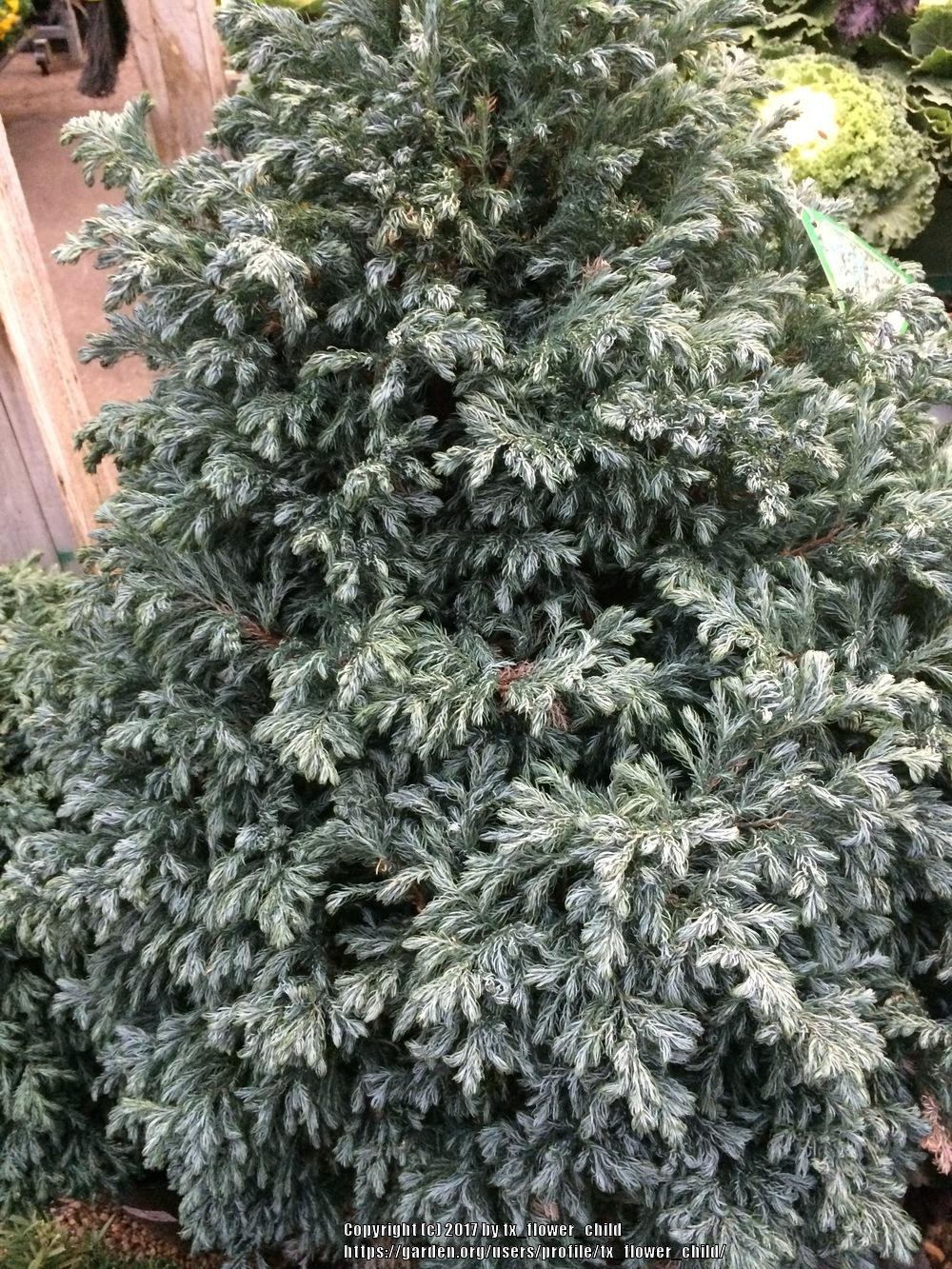 Chamaecyparis pisifera 'Boulevard'